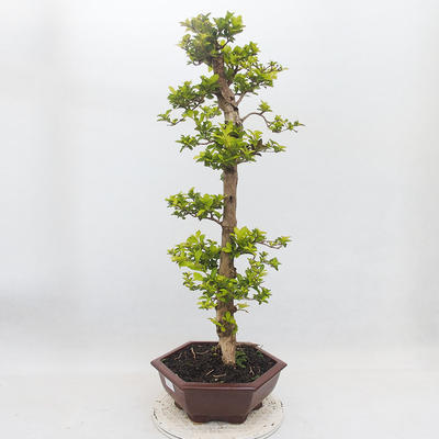 Indoor bonsai - Duranta erecta Aurea - 3