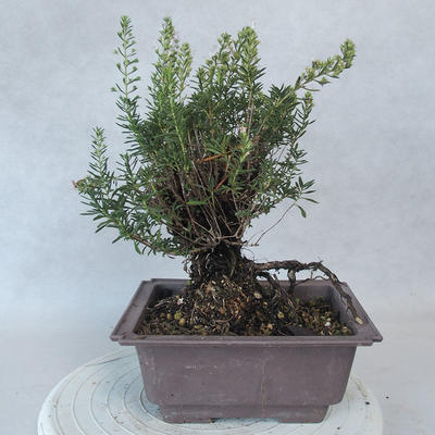 Outdoor bonsai - Satureja mountain - Satureja montana - 3