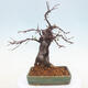 Outdoor bonsai - Pseudocydonia sinensis - Chinese quince - 3/7