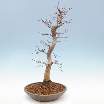 Outdoor bonsai -Carpinus CARPINOIDES - Korean Hornbeam - 3