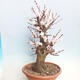 Outdoor bonsai -Japanese apricot - Prunus Mume - 3/6