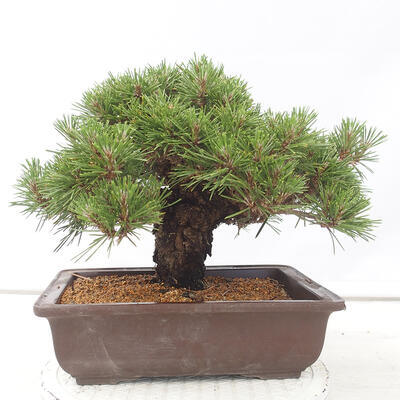 Outdoor bonsai - Pinus thunbergii - Thunberg pine - 3