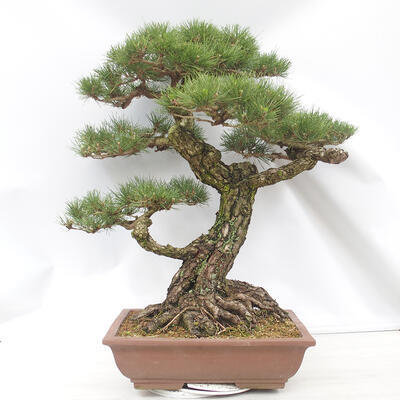 Outdoor bonsai - Pinus thunbergii - Thunberg pine - 3