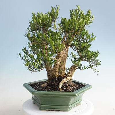Indoor bonsai - Buxus harlandii - Cork boxwood - 3