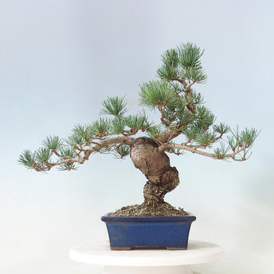Outdoor bonsai - Pinus parviflora - small-flowered pine - 3