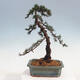 Outdoor bonsai - Cedrus Libani Brevifolia - Cedar green - 3/5