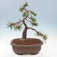 Outdoor bonsai - Pinus mugo - Pine Kneeling - 3/4