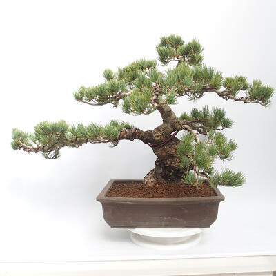 Outdoor bonsai - Pinus parviflora - White Pine - 3