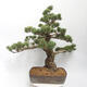 Outdoor bonsai - Pinus parviflora - White Pine - 3/5