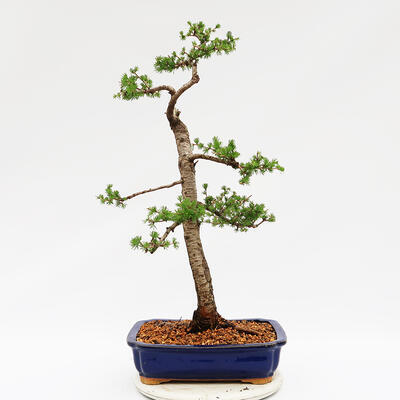 Outdoor bonsai - Pinus parviflora - White Pine - 3