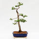 Outdoor bonsai - Pinus parviflora - White Pine - 3/5