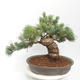 Outdoor bonsai - Pinus parviflora - White Pine - 3/4
