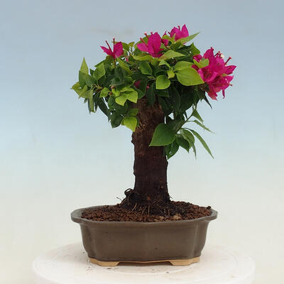Indoor bonsai - Bouganwilea - 3