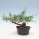 Outdoor bonsai -Larix decidua - Larch - 3/4