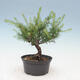 Outdoor bonsai -Larix decidua - Larch - 3/4