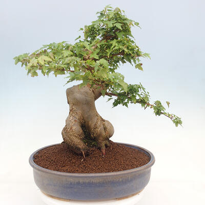 Outdoor bonsai - Maple Buergerianum - Burger Maple - 3