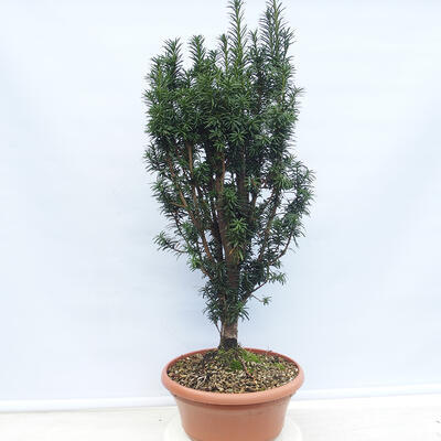 Outdoor bonsai - Taxus cuspidata - Japanese yew - 3