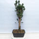 Outdoor bonsai - Taxus cuspidata - Japanese yew - 3/5