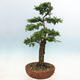 Outdoor bonsai - Zelkova - Zelkova NIRE - 3/7