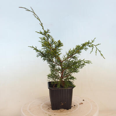 Outdoor bonsai - Juniperus chinensis Itoigawa-Chinese juniper - 3