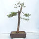 Outdoor bonsai -Larix decidua - Deciduous larch - 3/4