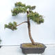 Outdoor bonsai -Larix decidua - Deciduous larch - 3/5