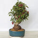 Outdoor bonsai -Malus Halliana - fruited apple - 3/6
