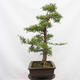 Outdoor bonsai - Hawthorn - Crataegus monogyna - 3/6
