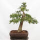 Outdoor bonsai - Hawthorn - Crataegus monogyna - 3/6