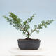Outdoor bonsai - Juniperus chinensis Itoigawa-Chinese juniper - 3/4