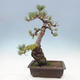 Outdoor bonsai - Pinus parviflora - small-flowered pine - 3/4