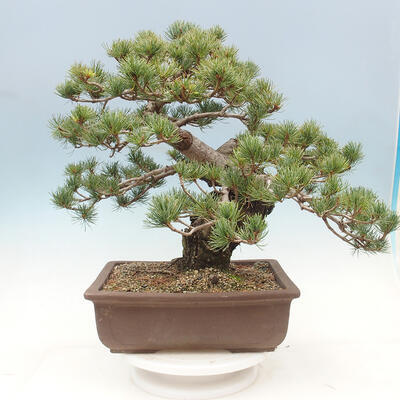 Outdoor bonsai - Pinus parviflora - small-flowered pine - 3