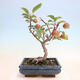 Outdoor bonsai -Malus Halliana - fruited apple - 3/7