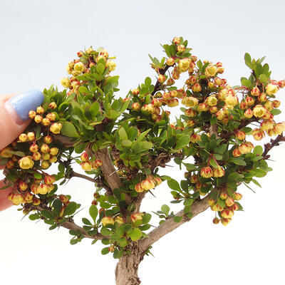Outdoor bonsai - Berberis thunbergii Kobold - Dřištál Thunberg's - 3