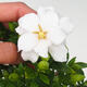 Room bonsai - Gardenia jasminoides-Gardenie - 3/3