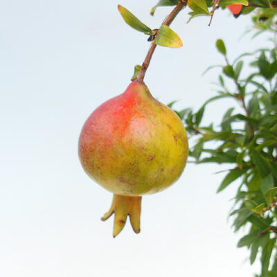 Indoor bonsai-PUNICA granatum nana-Pomegranate - 3