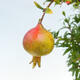 Indoor bonsai-PUNICA granatum nana-Pomegranate - 2/5