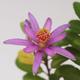 Indoor bonsai - Grewia occidentalis - Lavender star - 3/4