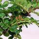 Indoor bonsai - Zantoxylum piperitum - Pepper tree - 3/4
