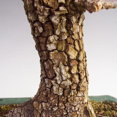Outdoor bonsai -Javor cork VB40426 - 3