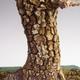 Outdoor bonsai -Javor cork VB40426 - 3/3