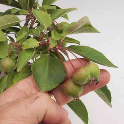 Outdoor bonsai -Maloplodá apple VB50100 - 3
