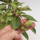 Outdoor bonsai -Maloplodá apple VB50100 - 3/3