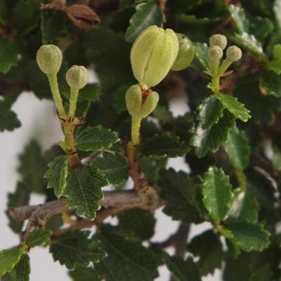 Indoor bonsai - Ulmus parvifolia - Small leaf elm - 3
