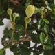 Indoor bonsai - Ulmus parvifolia - Small leaf elm - 2/3