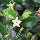 Room bonsai - Carmona macrophylla - Fuki tea - 2/5