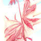 Outdoor bonsai - maple palmatum Trompenburg - red maple dlanitolistý - 3/3