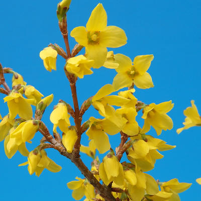 Outdoor bonsai - Zlatice - Forsythia intermedia Week End - 3