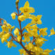 Outdoor bonsai - Zlatice - Forsythia intermedia Week End - 3/3