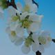 Outdoor bonsai - Chaenomeles superba white jet trail -Kdoulovec - 3/4